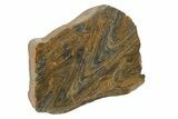 Polished Mesoproterozoic Stromatolite (Conophyton) - Australia #239948-1